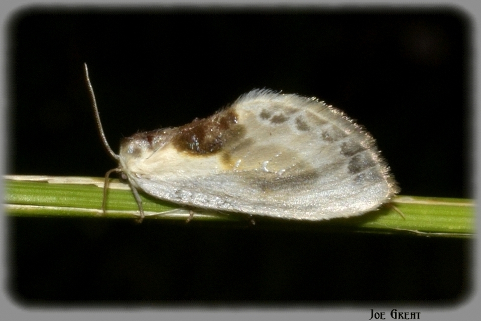 Cilix glaucata - törpe sarlósszövő
