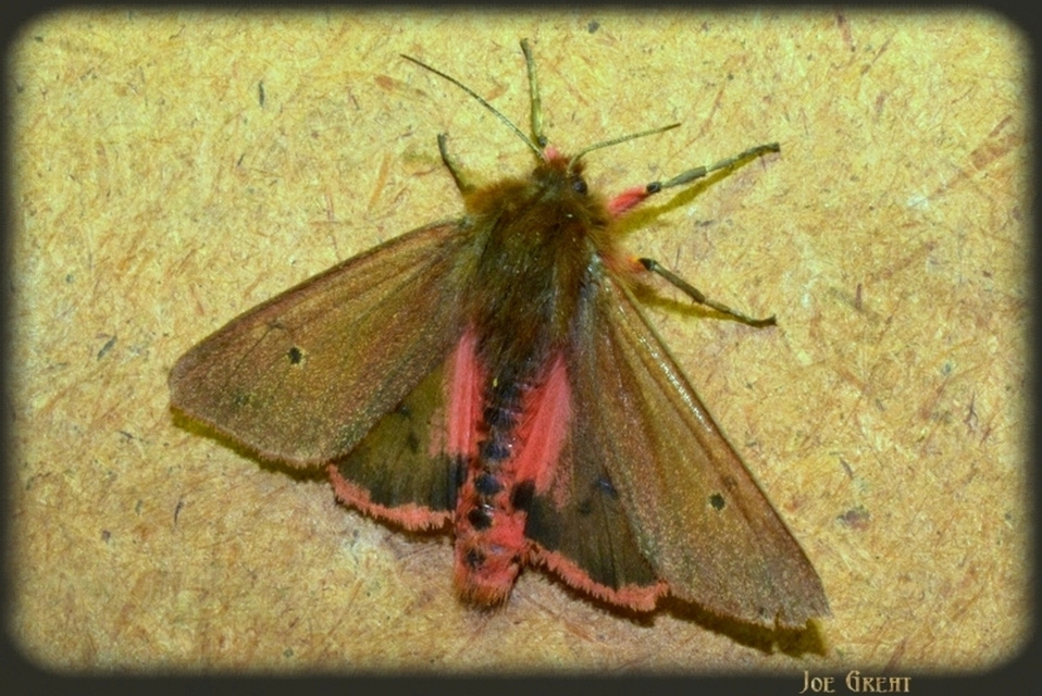 Phragmatobia fuliginosa - füstös medvelepke