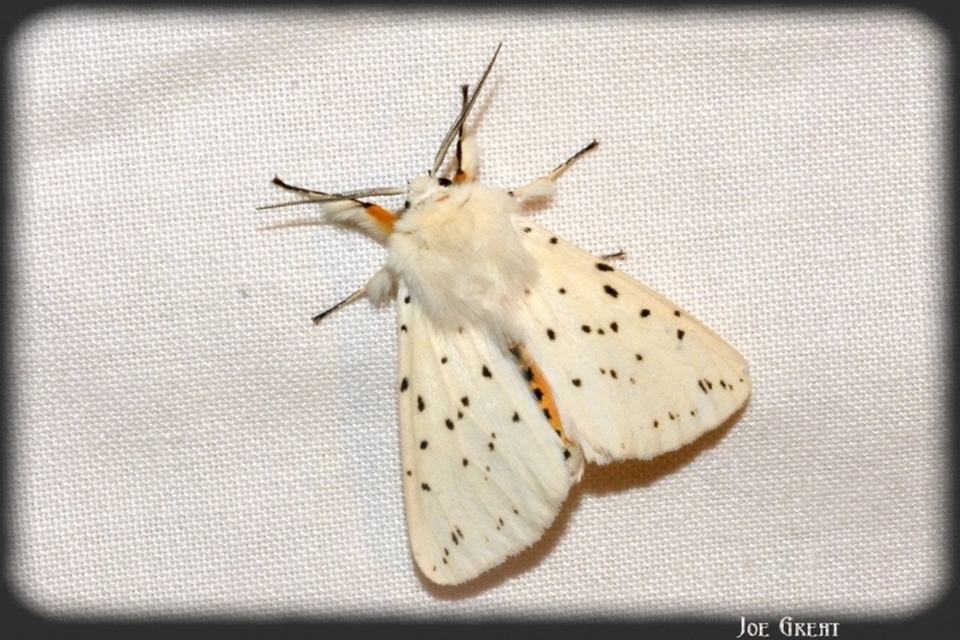 Spilosoma lubricipedum - tejszínű medvelepke