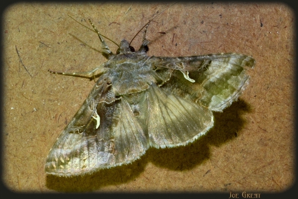 Autographa gamma - gammalepke