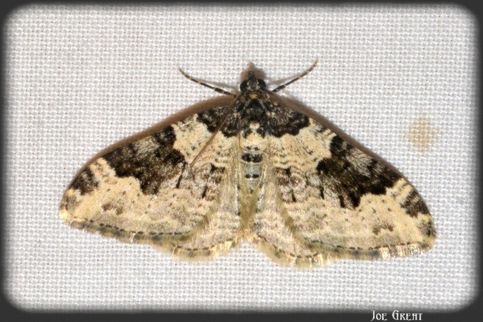 Xanthorhoe fluctuata - közönséges tarkaaraszoló