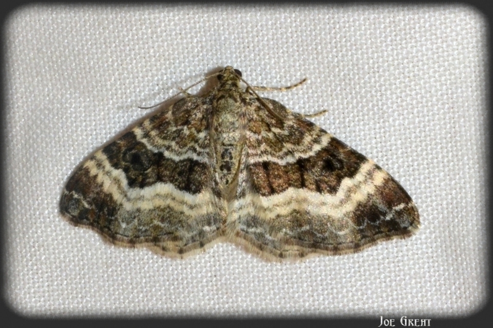 Epirrhoe alternata - galaj-tarkaaraszoló