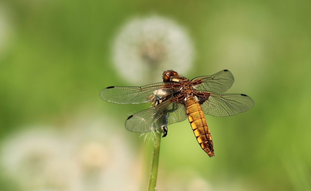 Libellula depressa - széles laposacsa