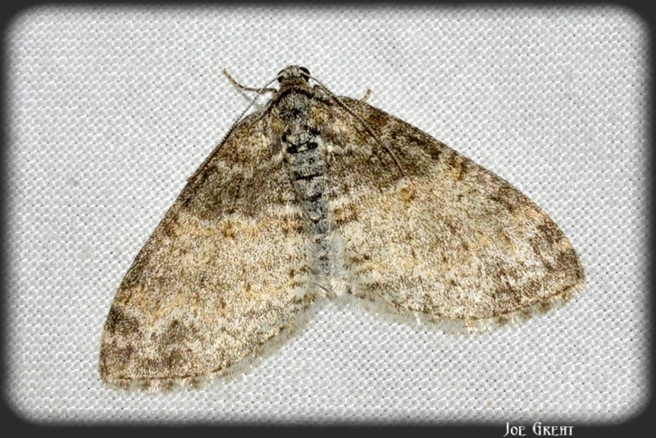 Lobophora halterata - szárnyfüggelékes araszoló