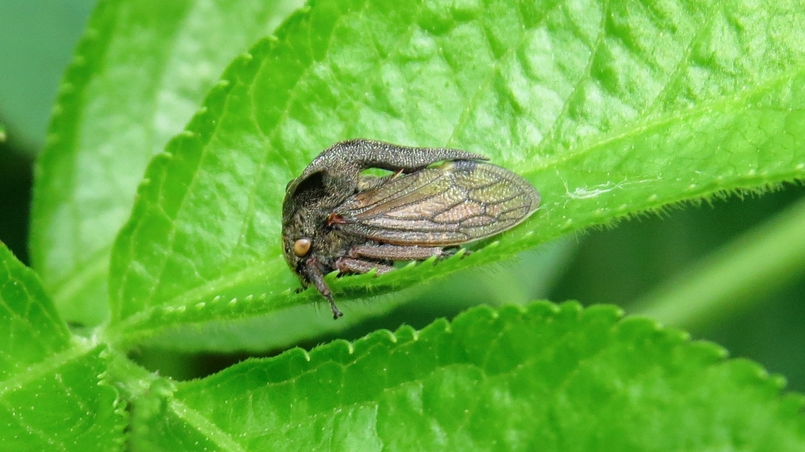Centrotus cornutus - szarvaskabóca