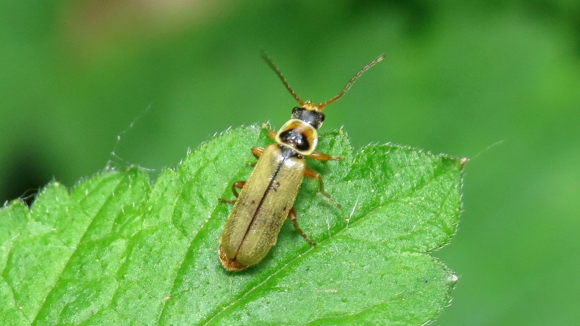 Metacantharis clypeata - tavaszi lágybogár