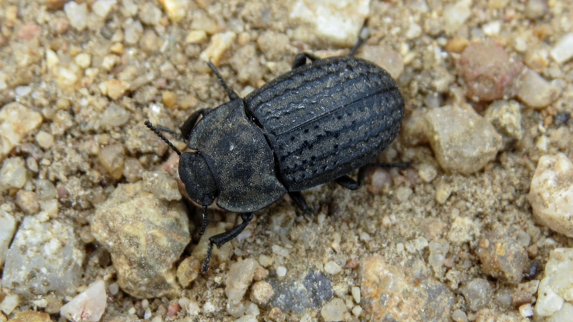 Opatrum sabulosum - sároshátú gyászbogár