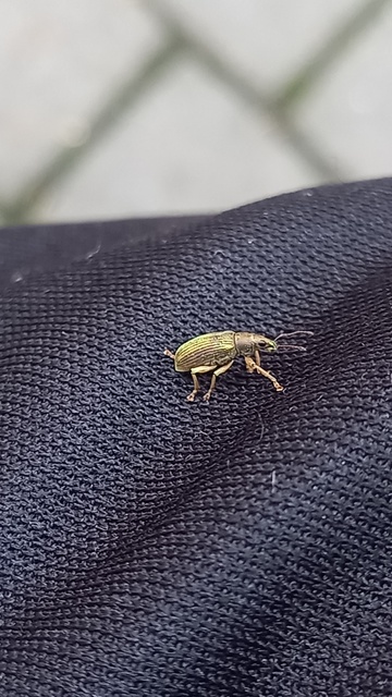 Polydrusus formosus - selymes lombormányos