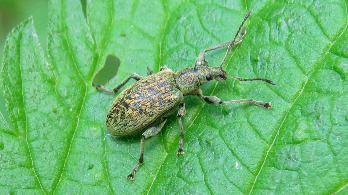 Phyllobius pomaceus - csalán-levélormányos