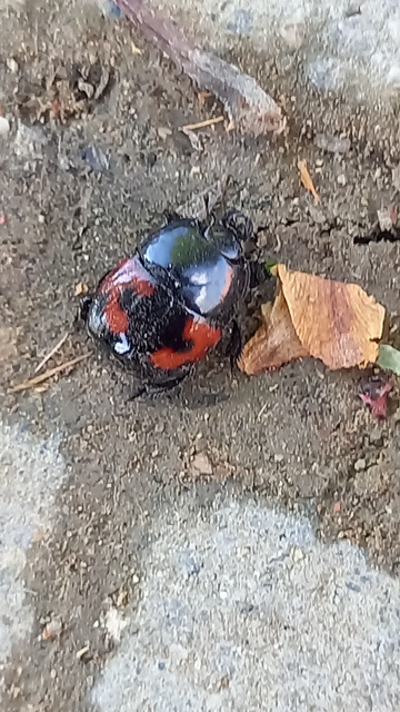 Hister quadrimaculatus - közönséges sutabogár
