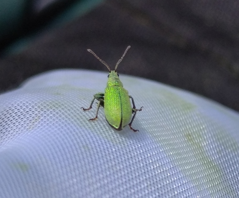 Phyllobius virideaeris - halványzöld levélormányos