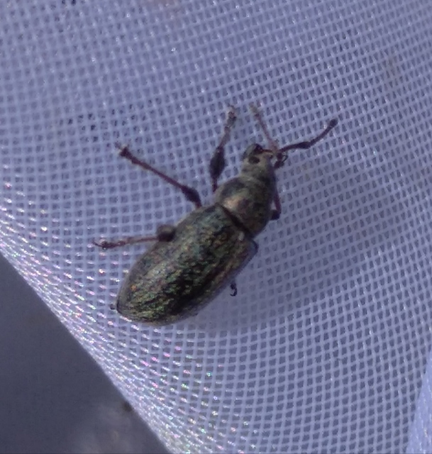 Phyllobius pyri - gyümölcsfa-levélormányos