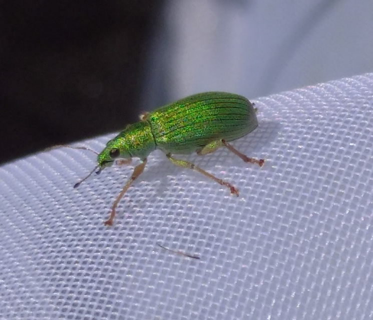 Polydrusus formosus - selymes lombormányos