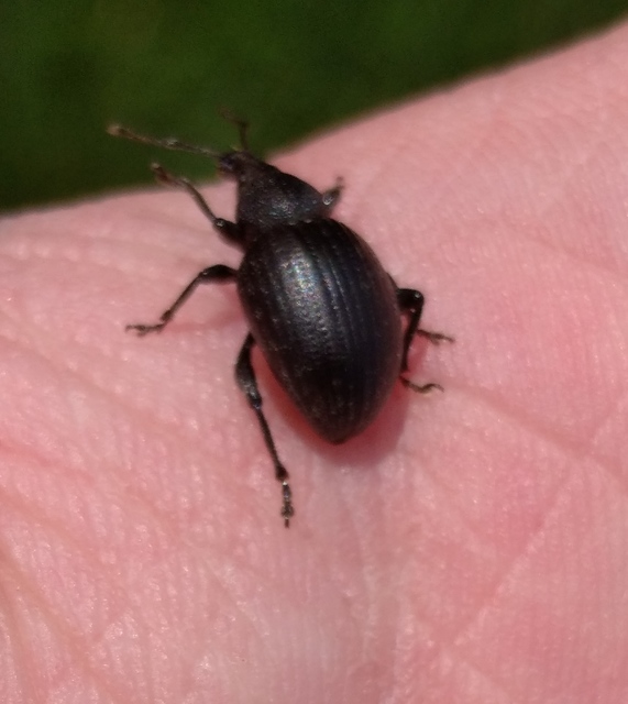 Otiorhynchus catenulatus - gyászos gyalogormányos