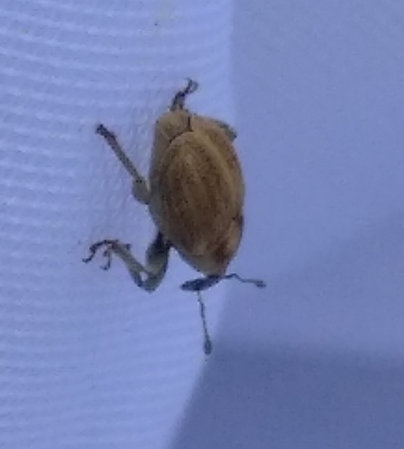 Sibinia pellucens - mécsvirágormányos