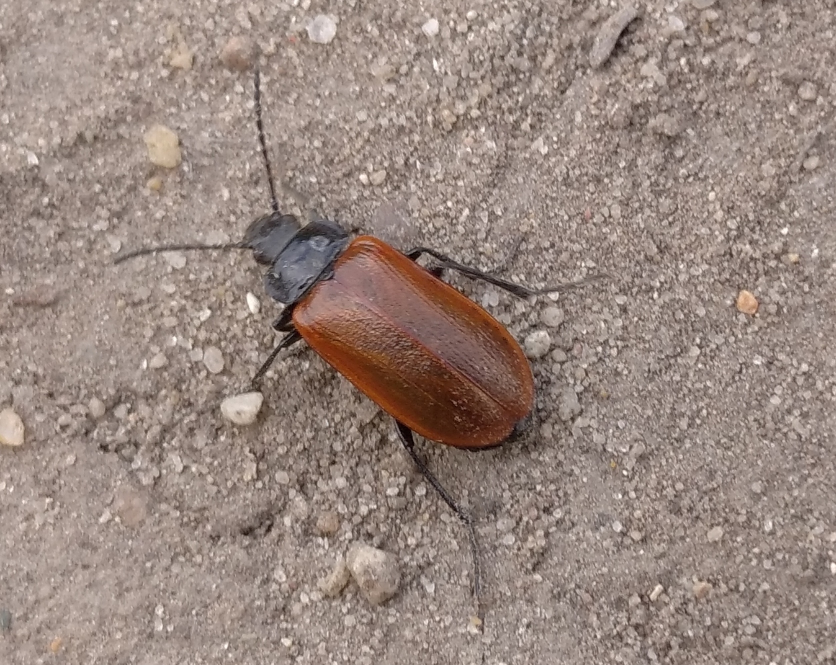 Omophlus rugosicollis - széles pejbogár