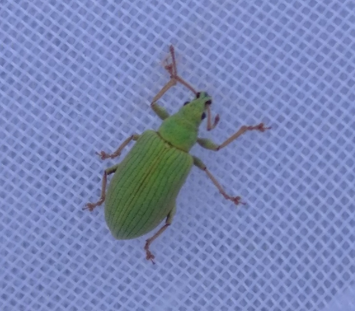 Phyllobius virideaeris - halványzöld levélormányos