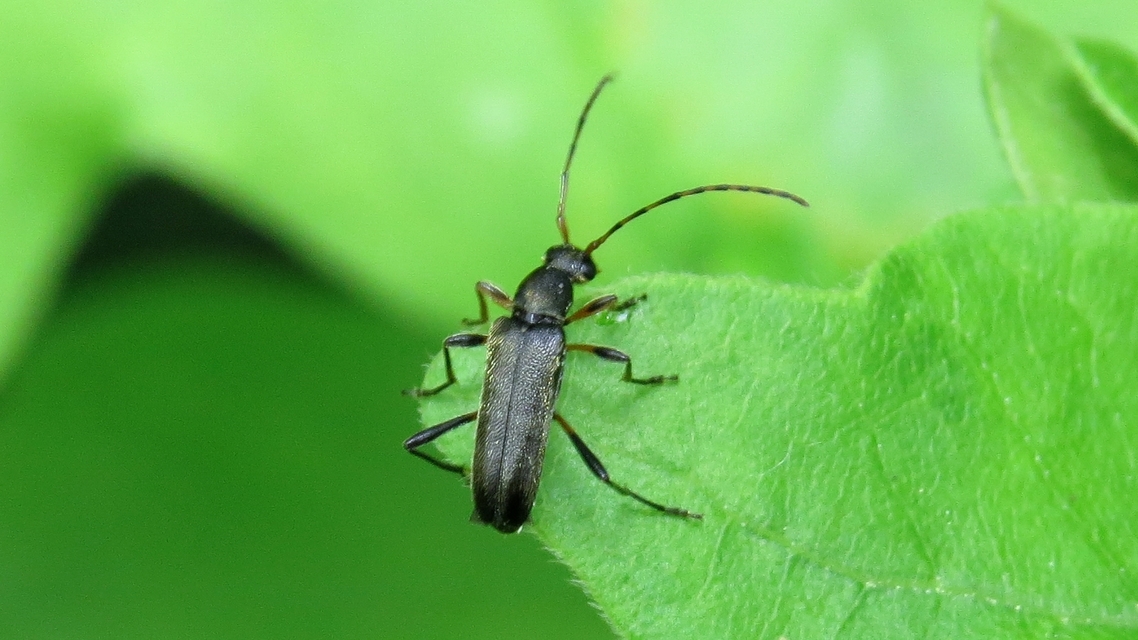 Grammoptera ruficornis - gyűrűscsápú galagonyacincér Grammoptera ruficornis - gyűrűscsápú galagonyacincér