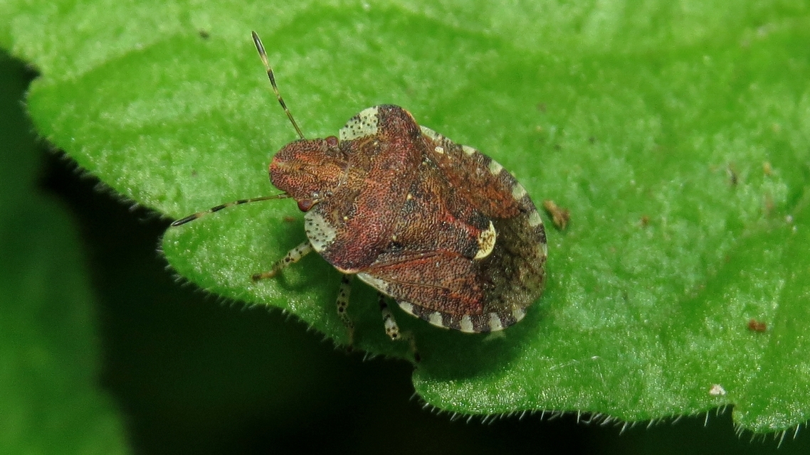 Dyroderes umbraculatus Dyroderes umbraculatus
