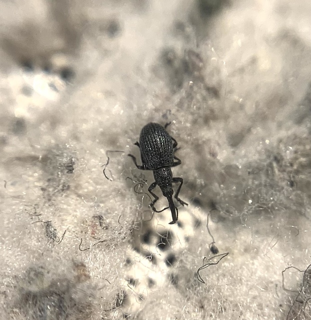 Holotrichapion ononis - szakállas cickányormányos