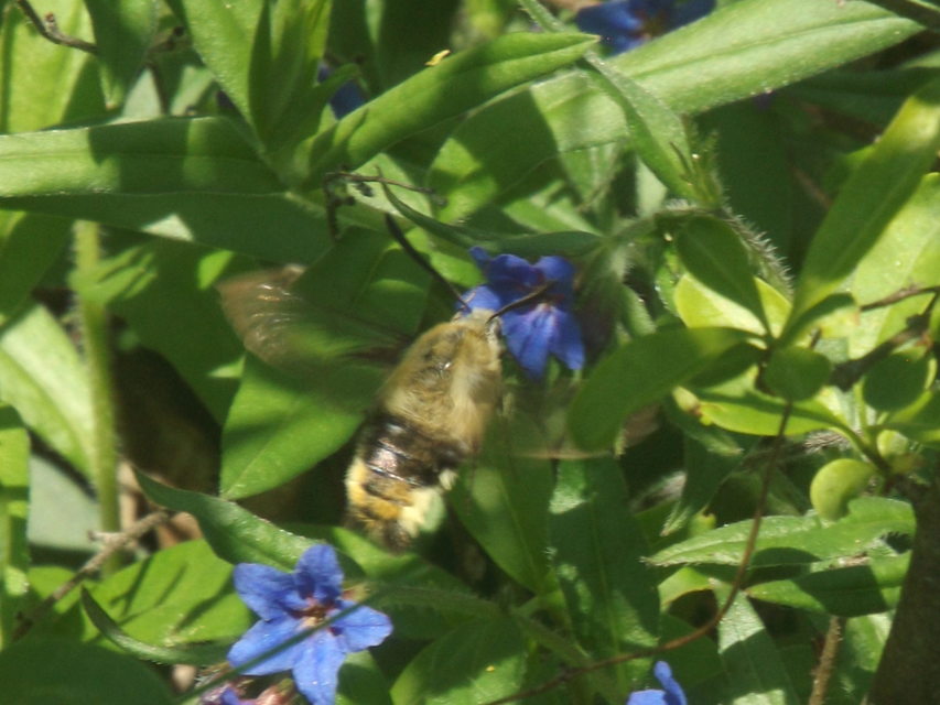 Hemaris tityus - pöszörszender Hemaris tityus - pöszörszender