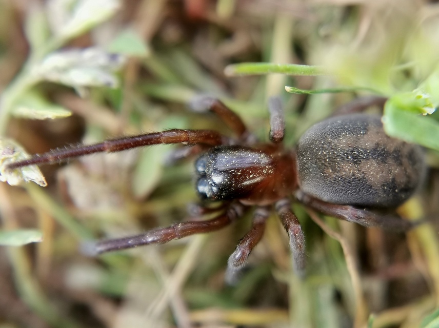 Callobius claustrarius