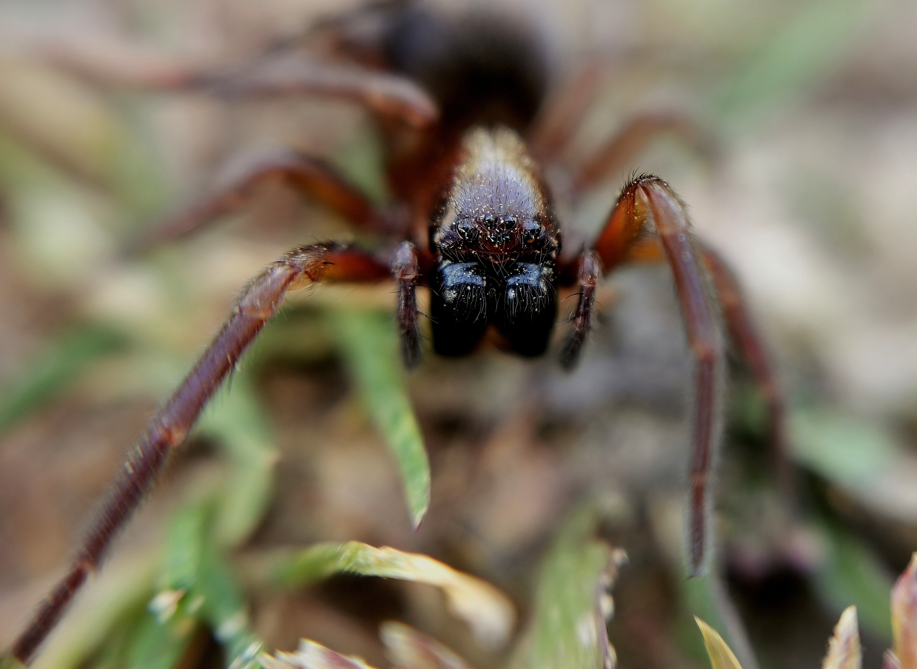 Callobius claustrarius