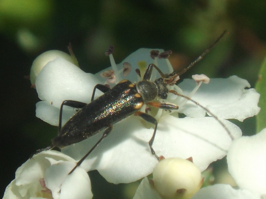Cortodera humeralis - négyfoltos cserjecincér