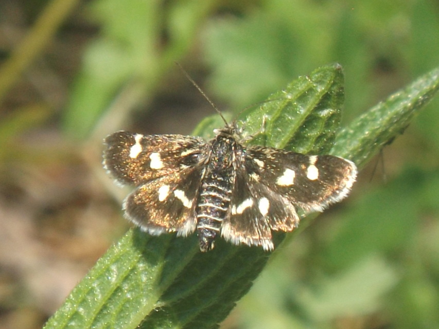 Eurrhypis pollinalis - galajszövő kormosmoly