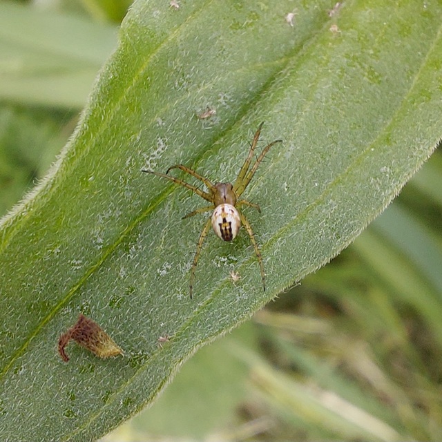 Mangora acalypha - réti keresztespók