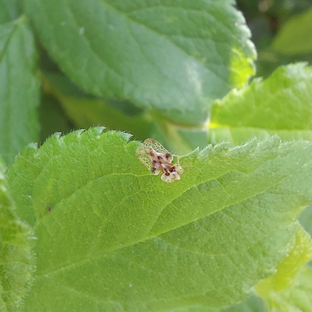 Corythucha arcuata - tölgy-csipkéspoloska