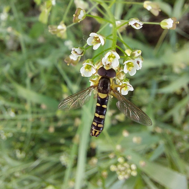 Sphaerophoria