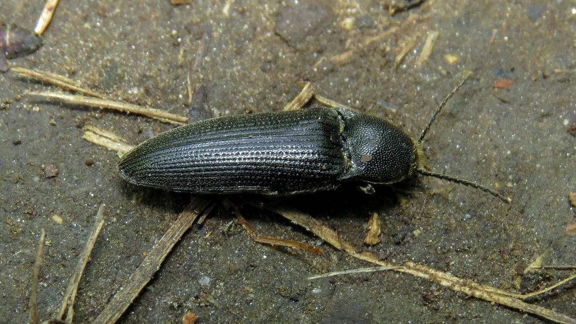 Melanotus punctolineatus - sávos gyászpattanó
