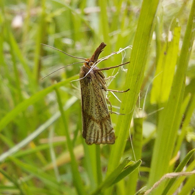 Thisanotia chrysonuchella - tavaszi fűgyökérmoly