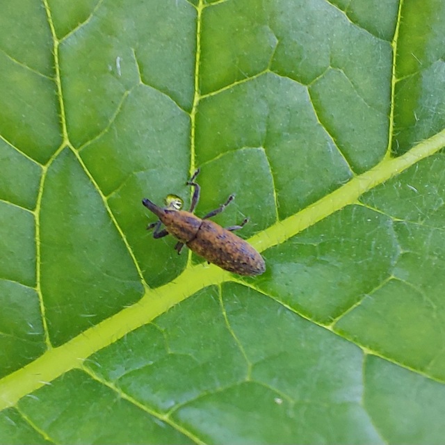 Lixus cardui/filiformis