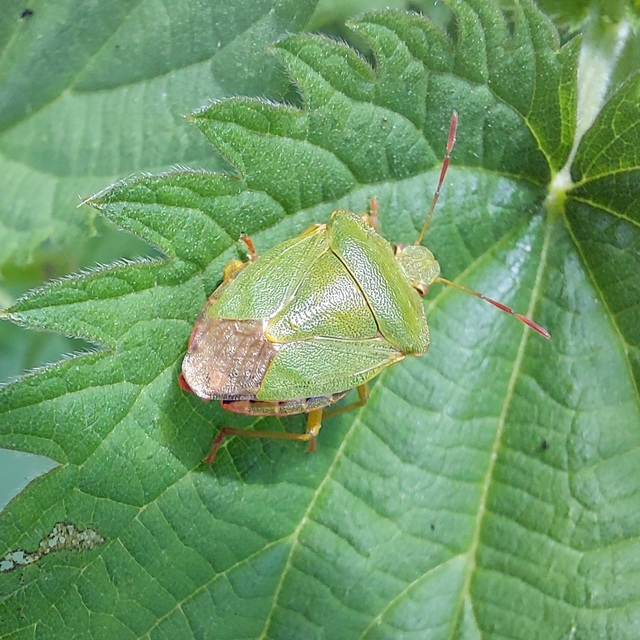 Palomena prasina - zöld bogyómászó-poloska Palomena prasina - zöld bogyómászó-poloska