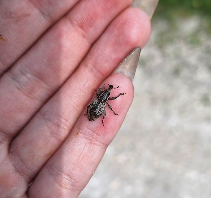 Pseudocleonus cinereus - hamvas barkó