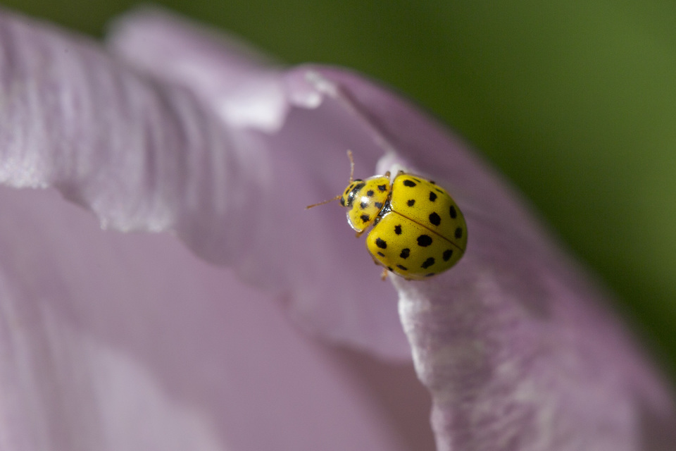 Psyllobora vigintiduopunctata - huszonkétpettyes katica