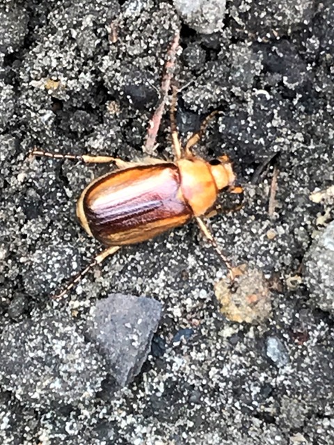 Rhizotrogus aestivus - tavaszvégi cserebogár
