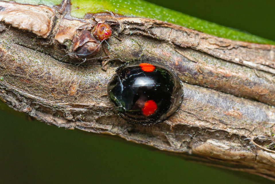 Chilocorus renipustulatus - vesefoltos szerecsenkata