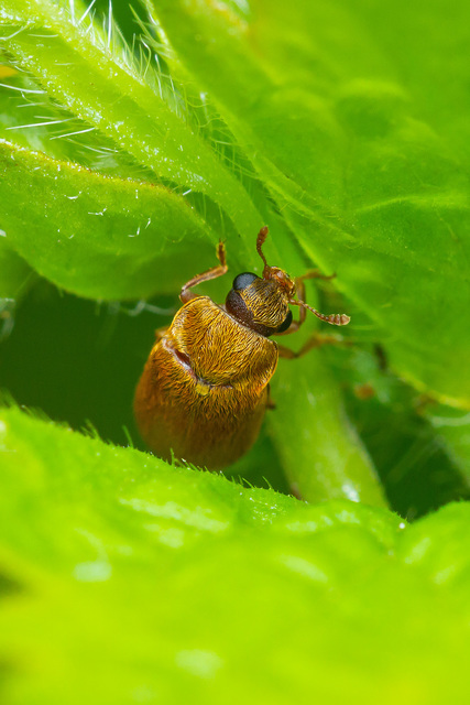 Byturus ochraceus - gyömbérgyökérbogár