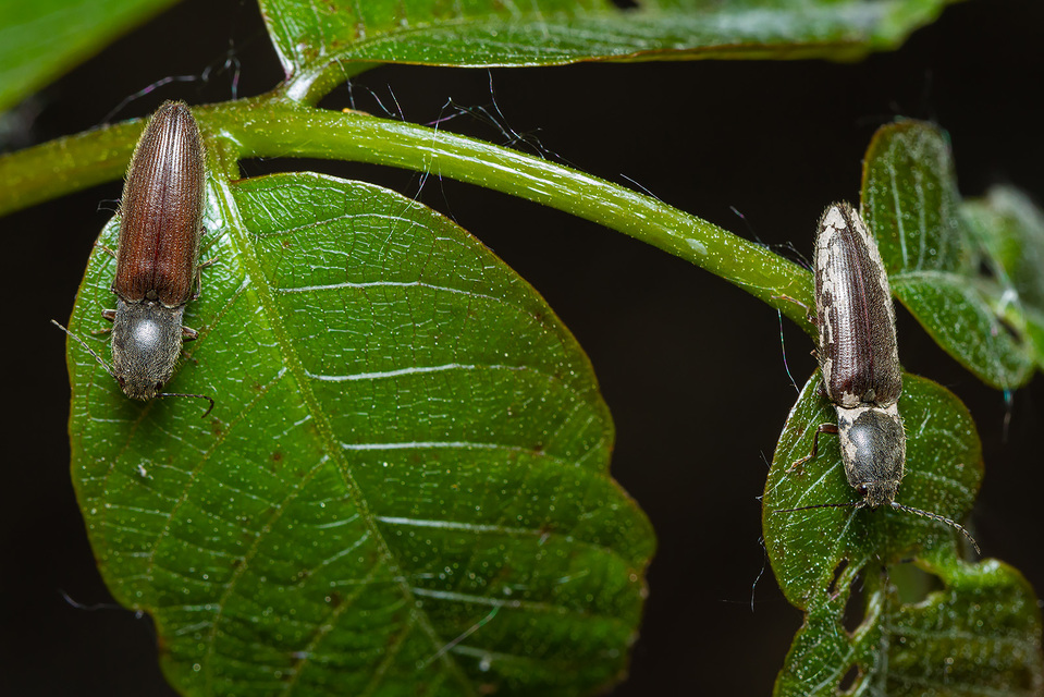 Athous haemorrhoidalis - szurkos pattanó