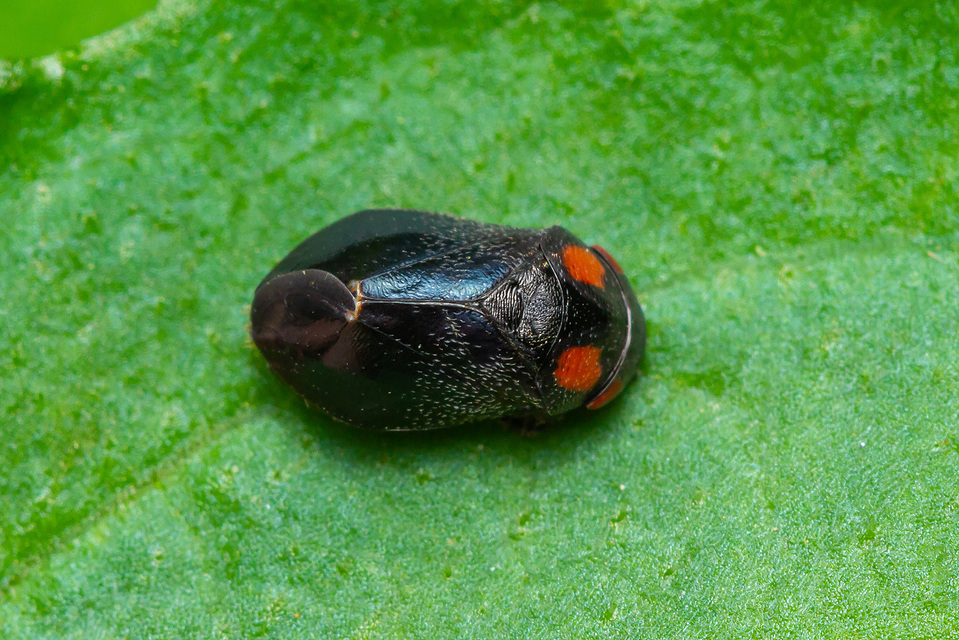 Penthimia nigra - fekete kabóca Penthimia nigra - fekete kabóca