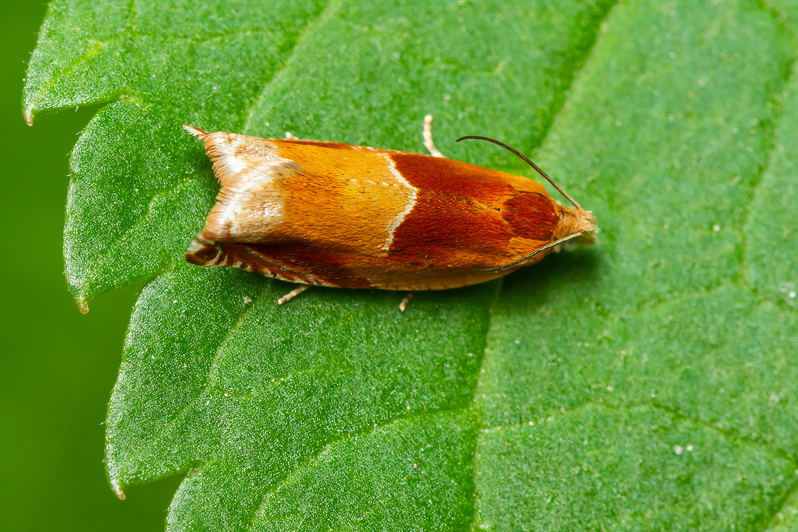 Ancylis mitterbacheriana - tölgysodró horgasmoly