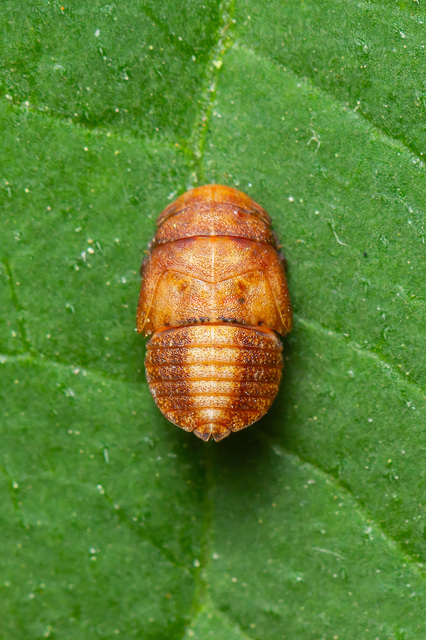 Penthimia nigra - fekete kabóca Penthimia nigra - fekete kabóca