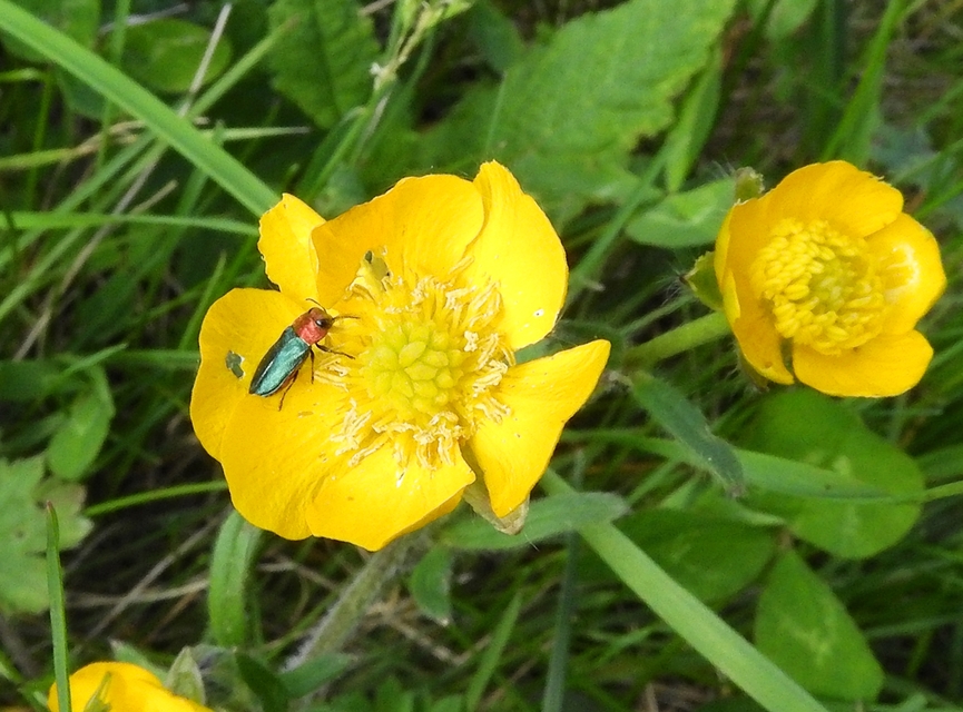 Anthaxia nitidula - ragyogó virágdíszbogár