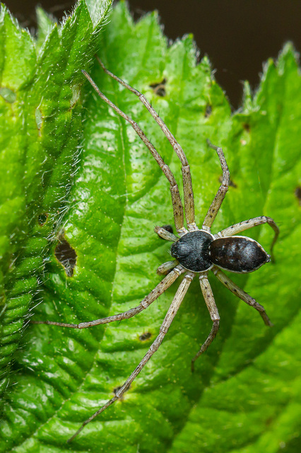 Philodromus dispar - lomb karolópók
