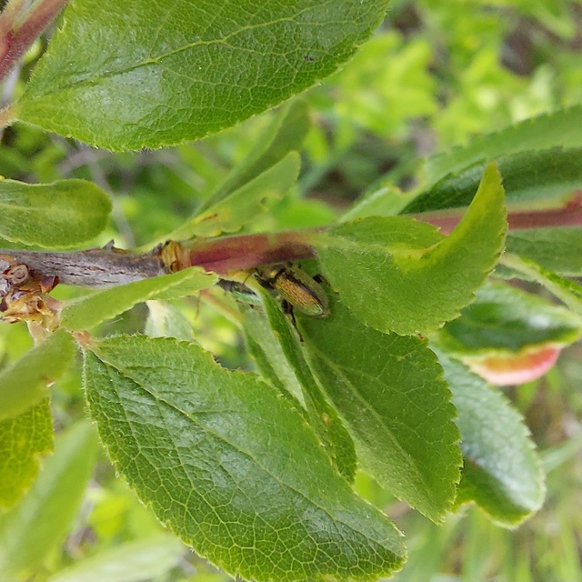 Phyllobius betulinus - változékony levélormányos