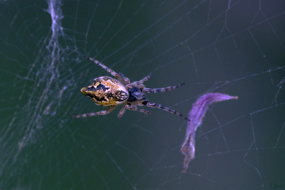 Cyclosa