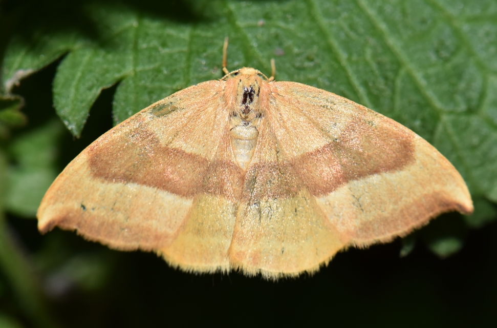 Watsonalla cultraria - bükkfa-sarlósszövő